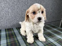 Biscuit, a female Cavachon for sale in Fredericksburg, OH – 4 of 4