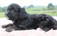 Magic, a female Cavapoo for sale in Fredericksburg, OH – 3 of 5
