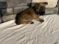 Debra, a female Cairn Terrier for sale in Fredericksburg, OH – 3 of 4