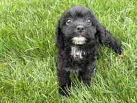 Mia, a male Cavapoo for sale in Fredericksburg, OH – 5 of 5