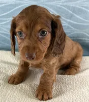 Brittany, a female Miniature Dachshund for sale in Fredericksburg, OH – 1 of 4