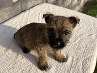 Dora, a female Cairn Terrier for sale in Fredericksburg, OH – 5 of 5