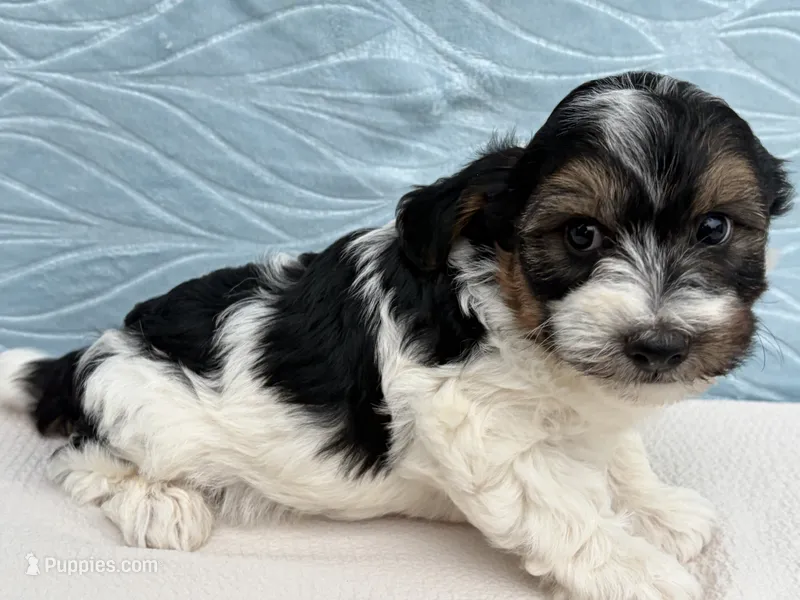 Ranger – Havapoo puppy for sale in Fredericksburg, OH