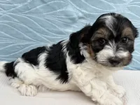 Ranger, a male Havapoo for sale in Fredericksburg, OH – 1 of 4