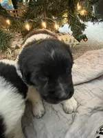 processed/3a24cadc-4bb2-4a47-930f-f72dd78e7395/listing/49745c2f-8730-47d8-92e3-89f8aa0389c6/708f3984-177b-4538-b54c-51eff2c568f4