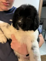 processed/3a24cadc-4bb2-4a47-930f-f72dd78e7395/listing/49745c2f-8730-47d8-92e3-89f8aa0389c6/c008af48-2aa9-4a03-b98a-8bb48bffb890