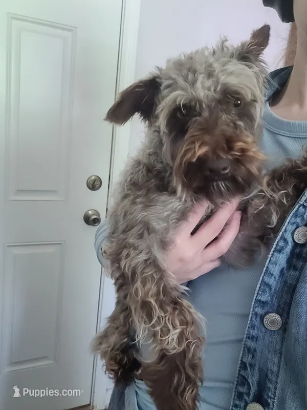 Cookie – Miniature Schnauzer puppy for sale in Swainsboro, GA
