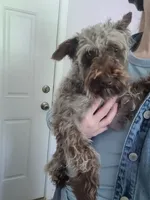 Cookie, a female Miniature Schnauzer for sale in Swainsboro, GA – 1 of 2