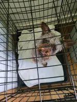 Cookie, a female Miniature Schnauzer for sale in Swainsboro, GA – 2 of 2