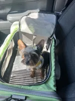 Tina, a female Yorkshire Terrier for sale in Lake Elsinore, CA – 3 of 3