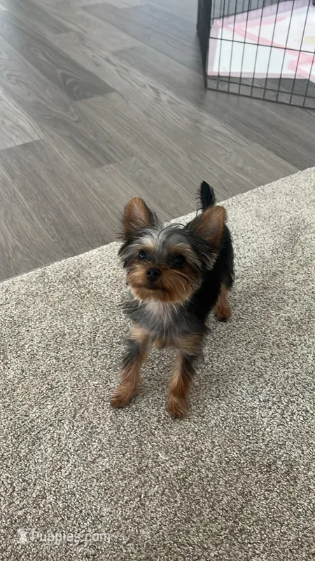 Tina – Yorkshire Terrier puppy for sale in Lake Elsinore, CA