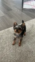 Tina, a female Yorkshire Terrier for sale in Lake Elsinore, CA – 1 of 3