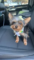 Tina, a female Yorkshire Terrier for sale in Lake Elsinore, CA – 2 of 3