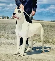 Dogo, a male Dogo Argentino for sale in Lima, OH – 1 of 3