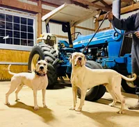 Dogo, a male Dogo Argentino for sale in Lima, OH – 2 of 3