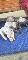 Dogo, a male Dogo Argentino for sale in Lima, OH – 3 of 3