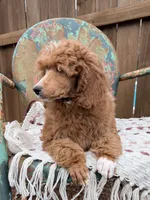 processed/3a2dafb4-b941-43b7-9c39-118007c76785/listing/338ec011-481b-4836-bac3-2b80abc2d98b/d3f7dd6f-e1d8-4956-bf6f-4eeaf95f8690