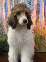 Eyelashes, a female Poodle - Miniature  and Poodle - Standard  for sale in Little Rock, AR – Photo 3 of 8