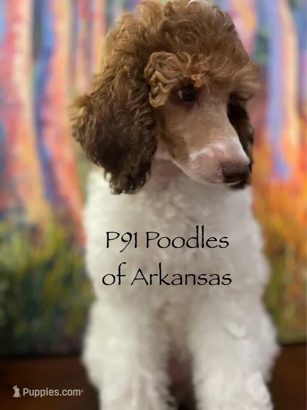 Eyelashes, a female Poodle - Miniature  and Poodle - Standard  for sale in Little Rock, AR – Photo 1 of 8