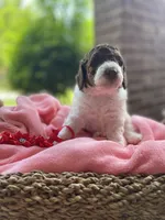 Eyelashes, a female Poodle - Miniature  and Poodle - Standard  for sale in Little Rock, AR – Photo 8 of 8