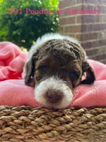 Eyelashes, a female Poodle - Miniature  and Poodle - Standard  for sale in Little Rock, AR – Photo 6 of 8