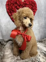 Trained Miniature , a female Poodle - Miniature  for sale in Little Rock, AR – Photo 1 of 5