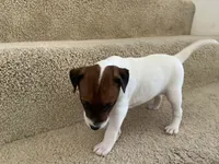Bella, a female Jack Russell Terrier for sale in Diamond Bar, CA – 3 of 7