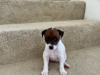 Bella, a female Jack Russell Terrier for sale in Diamond Bar, CA – 4 of 7