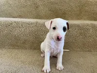 Chase, a male Jack Russell Terrier for sale in Diamond Bar, CA – 7 of 8