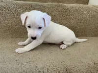 Snowball, a female Jack Russell Terrier for sale in Diamond Bar, CA – 4 of 7