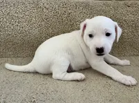 Snowball, a female Jack Russell Terrier for sale in Diamond Bar, CA – 6 of 7