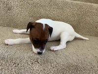 Bella, a female Jack Russell Terrier for sale in Diamond Bar, CA – 7 of 7