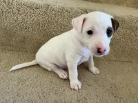 Chase, a male Jack Russell Terrier for sale in Diamond Bar, CA – 2 of 8