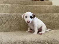 Chase, a male Jack Russell Terrier for sale in Diamond Bar, CA – 3 of 8