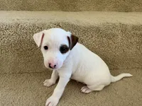 Chase, a male Jack Russell Terrier for sale in Diamond Bar, CA – 4 of 8