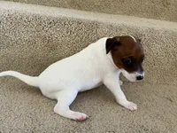 Bella, a female Jack Russell Terrier for sale in Diamond Bar, CA – 6 of 7