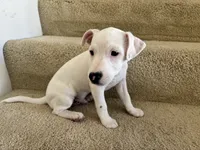 Dakota, a male Jack Russell Terrier for sale in Diamond Bar, CA – 4 of 7