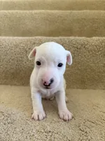 Dakota, a male Jack Russell Terrier for sale in Diamond Bar, CA – 7 of 7