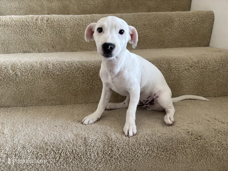Dakota – Jack Russell Terrier puppy for sale in Diamond Bar, CA