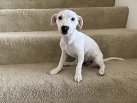 Dakota, a male Jack Russell Terrier for sale in Diamond Bar, CA – 1 of 7