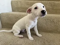Dakota, a male Jack Russell Terrier for sale in Diamond Bar, CA – 3 of 7