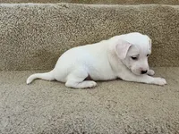 Snowball, a female Jack Russell Terrier for sale in Diamond Bar, CA – 5 of 7