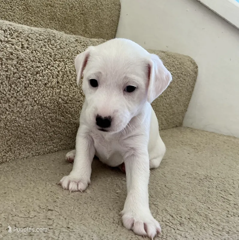 Snowball – Jack Russell Terrier puppy for sale in Diamond Bar, CA