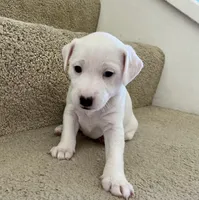 Snowball, a female Jack Russell Terrier for sale in Diamond Bar, CA – 1 of 7