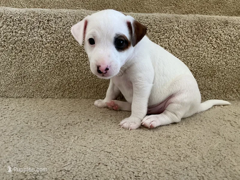 Chase – Jack Russell Terrier puppy for sale in Diamond Bar, CA