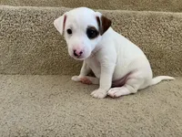 Chase, a male Jack Russell Terrier for sale in Diamond Bar, CA – 1 of 8