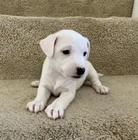 Snowball, a female Jack Russell Terrier for sale in Diamond Bar, CA – 3 of 7
