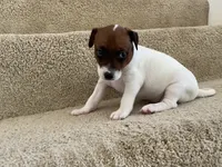 Bella, a female Jack Russell Terrier for sale in Diamond Bar, CA – 1 of 7