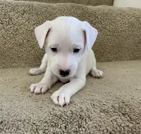 Snowball, a female Jack Russell Terrier for sale in Diamond Bar, CA – 2 of 7