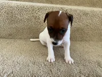 Bella, a female Jack Russell Terrier for sale in Diamond Bar, CA – 5 of 7